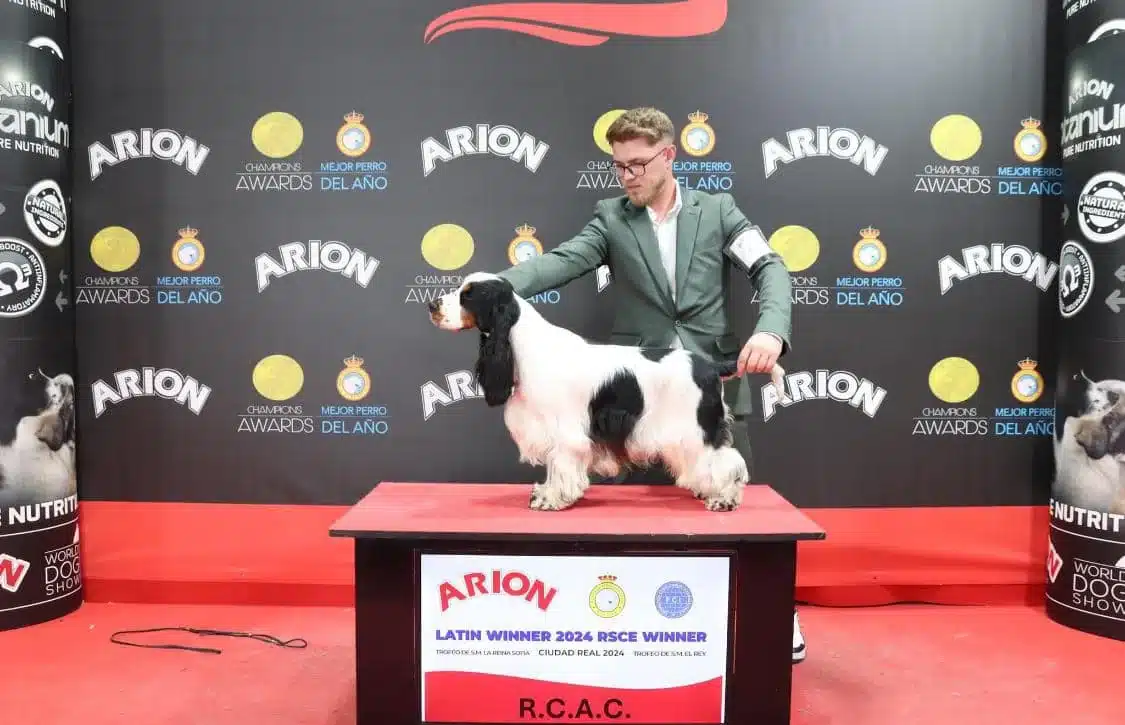 Cocker spaniel inglés particolor blanco y negro en el podio del Latin Winner 2024 de la Real Sociedad Canina de España, en Ciudad Real