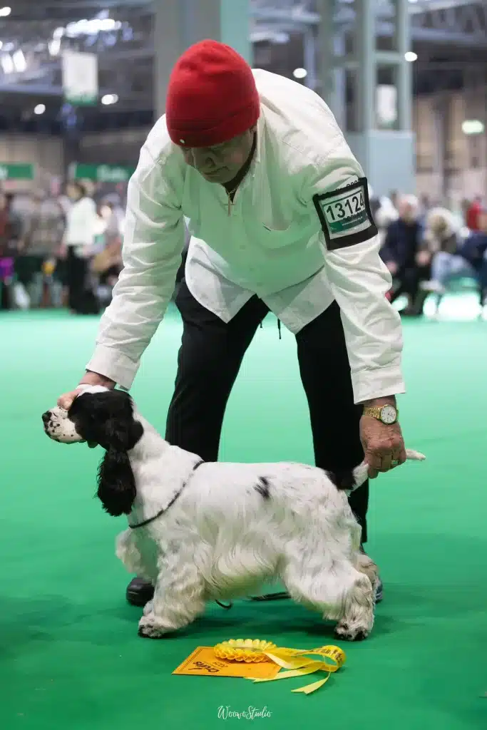 particolor blanco y negro