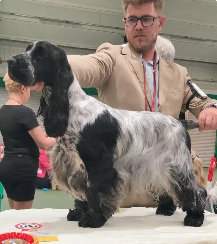 Cocker spaniel inglés azul ruano presentado por su guía sobre la mesa de juicio de una exposición canina