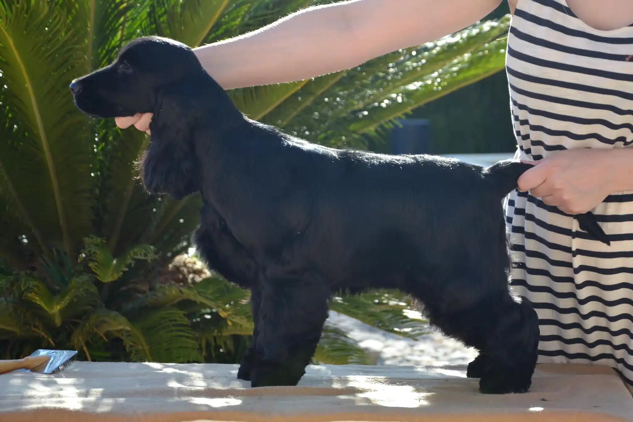 Cocker spaniel inglés negro adulto de perfil sobre la mesa de presentación, con las orejas largas y el manto liso que describe el estándar FCI nº 5