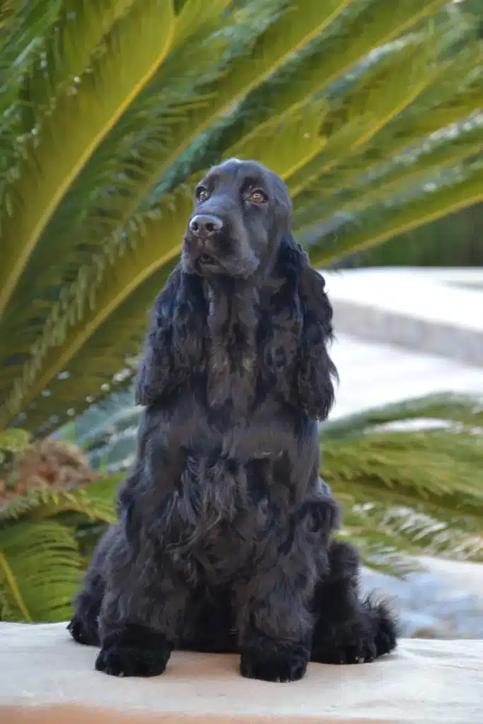 cocker spaniel inglés