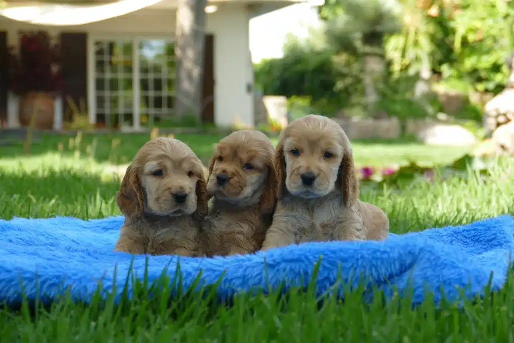 cachorros cocker fuego