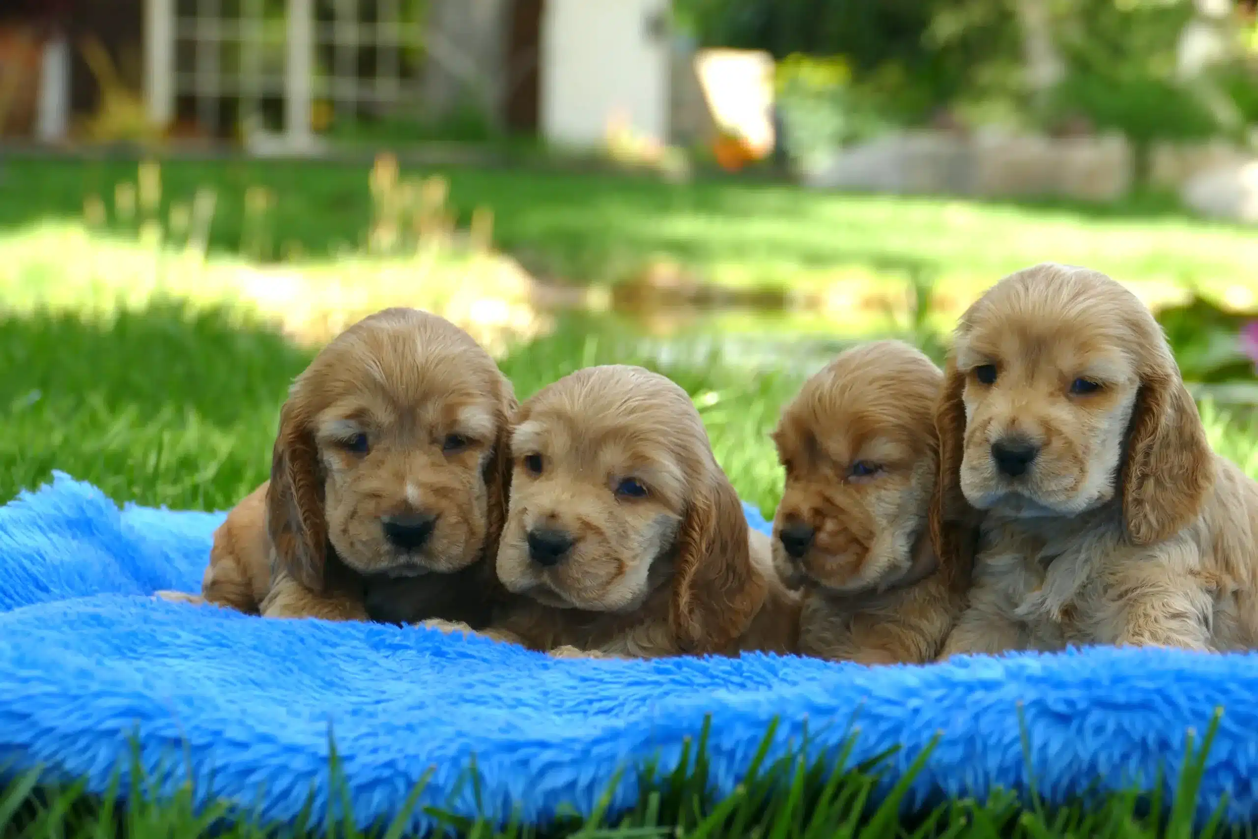 Cachorros cocker dorado