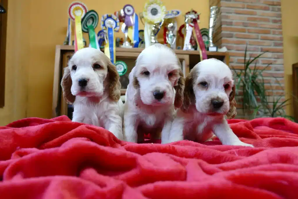 cachorros cocker spaniel particolor