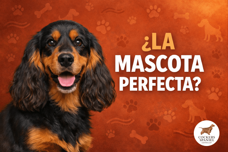 Guía del Cocker Spaniel Cachorro. Cuidados de 0 a 6 Meses