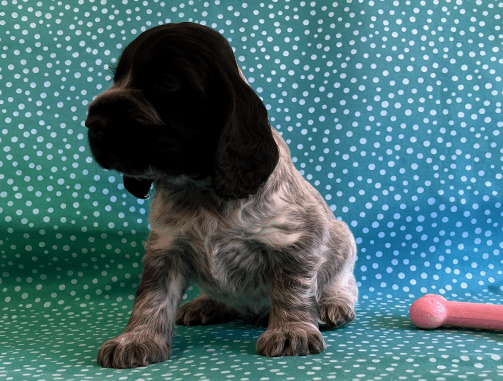 Cachorro de cocker ruano azul de Cocker Spaniel Corralet sentado sobre una tela azul con lunares blancos, con cabeza oscura, cuerpo grisáceo entremezclado y un juguete rosa al lado