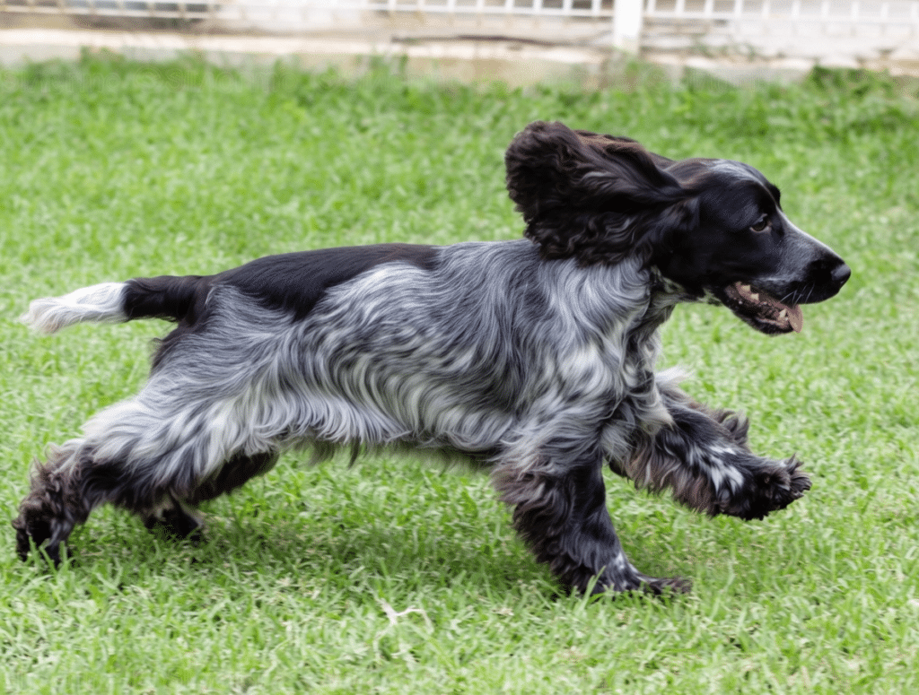 Cocker ruano azul de Cocker Spaniel Corralet corriendo sobre la hierba, con manto grisáceo y negro en movimiento, orejas levantadas y expresión activa