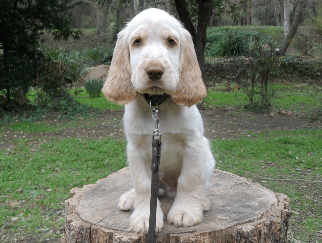 Cachorro de cocker ruano limón de Cocker Spaniel Corralet sentado sobre un tocón en un entorno verde, con manto claro, orejas crema y trufa marrón