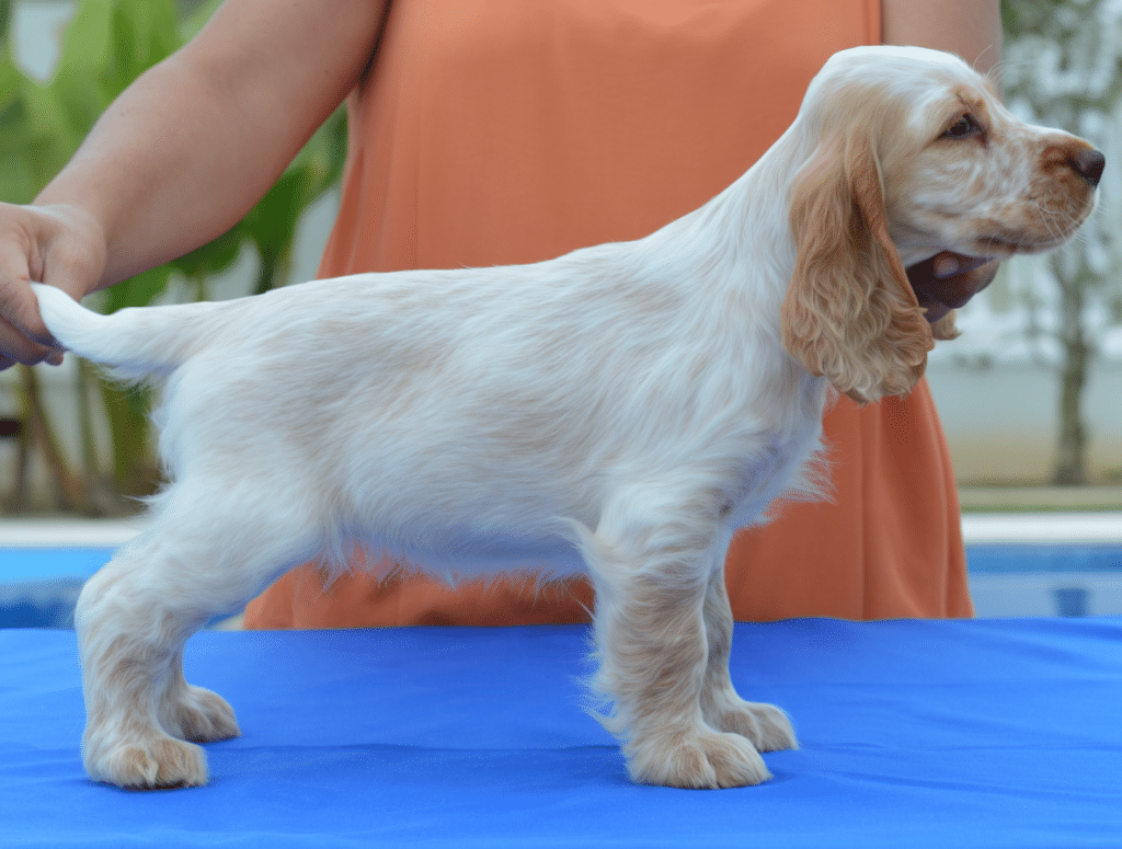 Cachorro de cocker ruano naranja de Cocker Spaniel Corralet posando de perfil sobre una mesa azul, con manto claro, orejas anaranjadas y estructura elegante