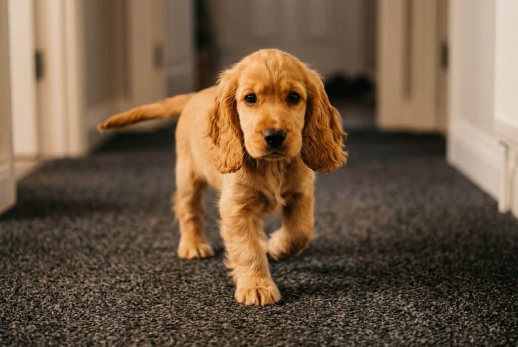 Cachorro de Cocker Spaniel dorado caminando sobre una alfombra oscura, mostrando su tamaño joven, orejas largas y pelaje cálido dentro de los tipos de cocker de Cocker Spaniel Corralet.