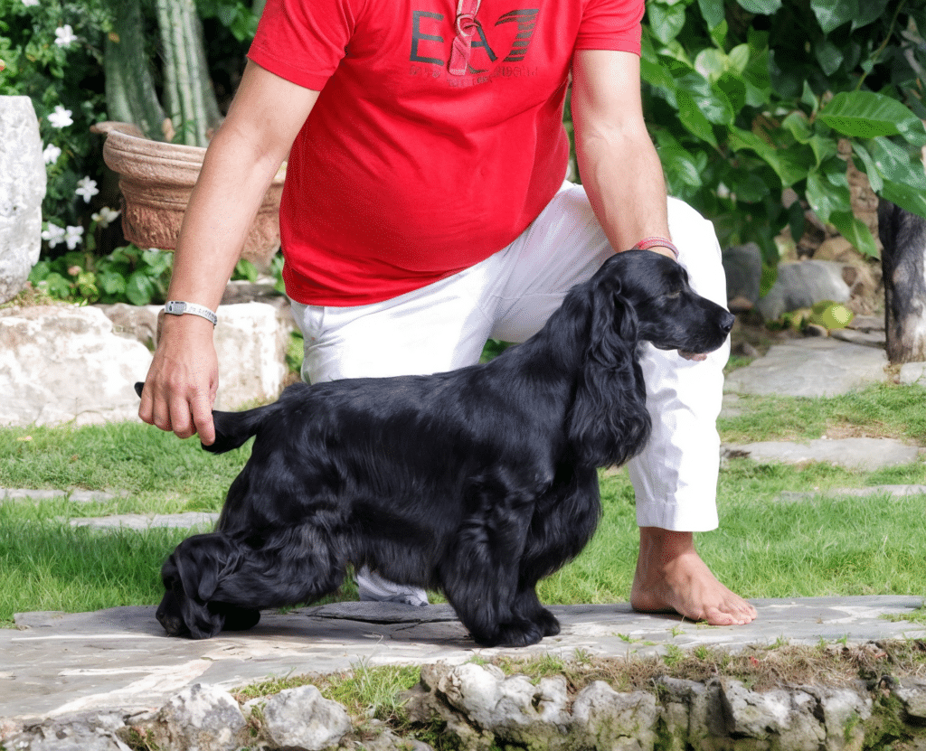 Cocker Spaniel negro de perfil en un jardín, colocado junto a una persona adulta para mostrar su tamaño y proporciones dentro de los tipos de cocker de Cocker Spaniel Corralet.