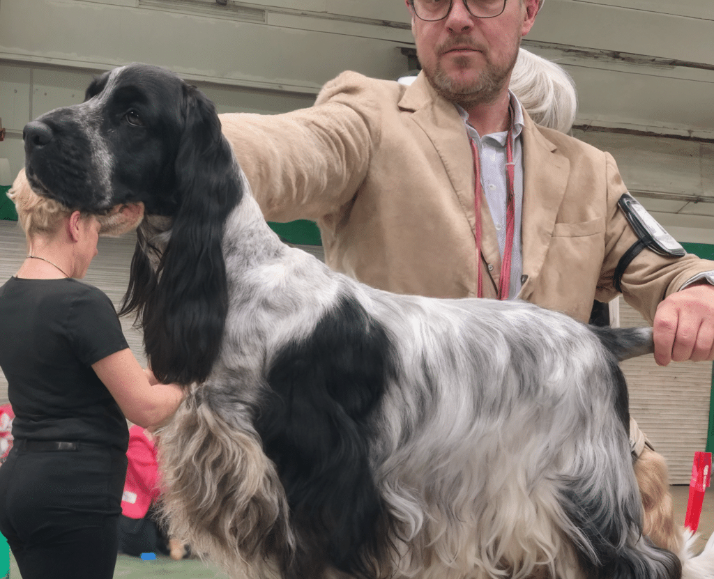 Cocker Spaniel ruano de perfil en una exposición canina, mostrando su pelaje moteado y sus proporciones dentro de los tipos de cocker de Cocker Spaniel Corralet.