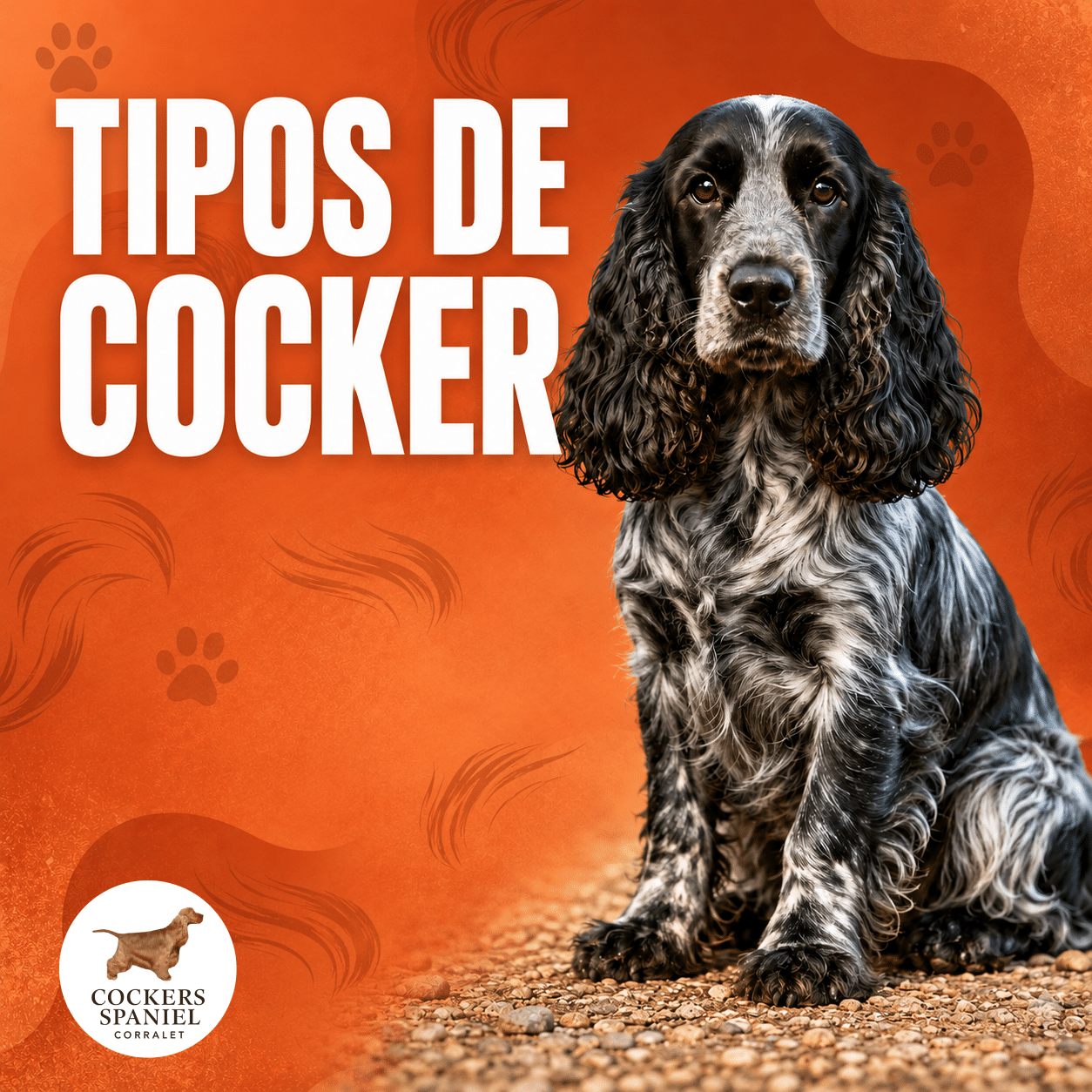 Miniatura con un Cocker Spaniel ruano sobre fondo naranja y el texto “Tipos de Cocker”, diseñada para ilustrar los tipos de cocker de Cocker Spaniel Corralet.