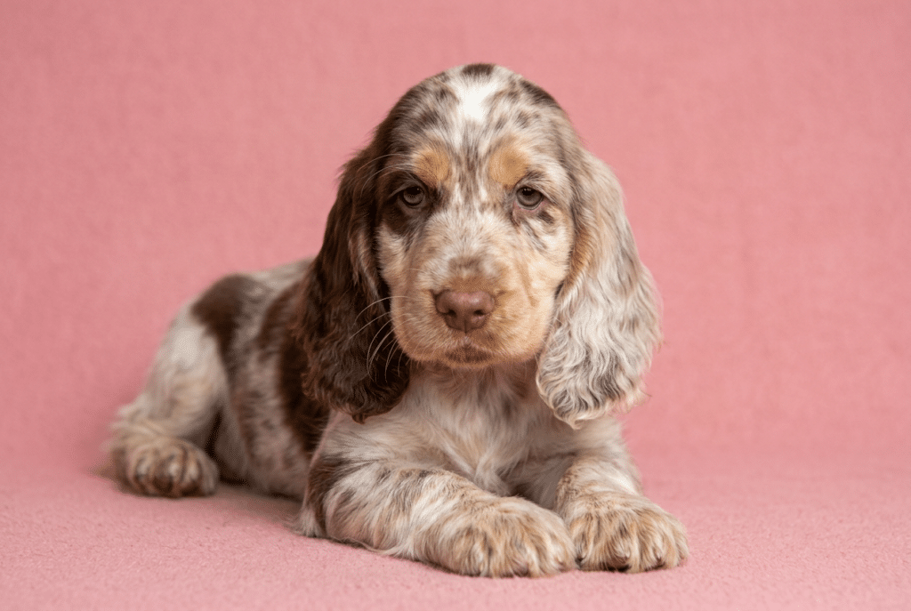 Cachorro de aspecto Cocker Spaniel con patrón merle marrón y blanco sobre fondo rosa, usado para explicar colores del cocker no reconocidos oficialmente en Cocker Spaniel Corralet.