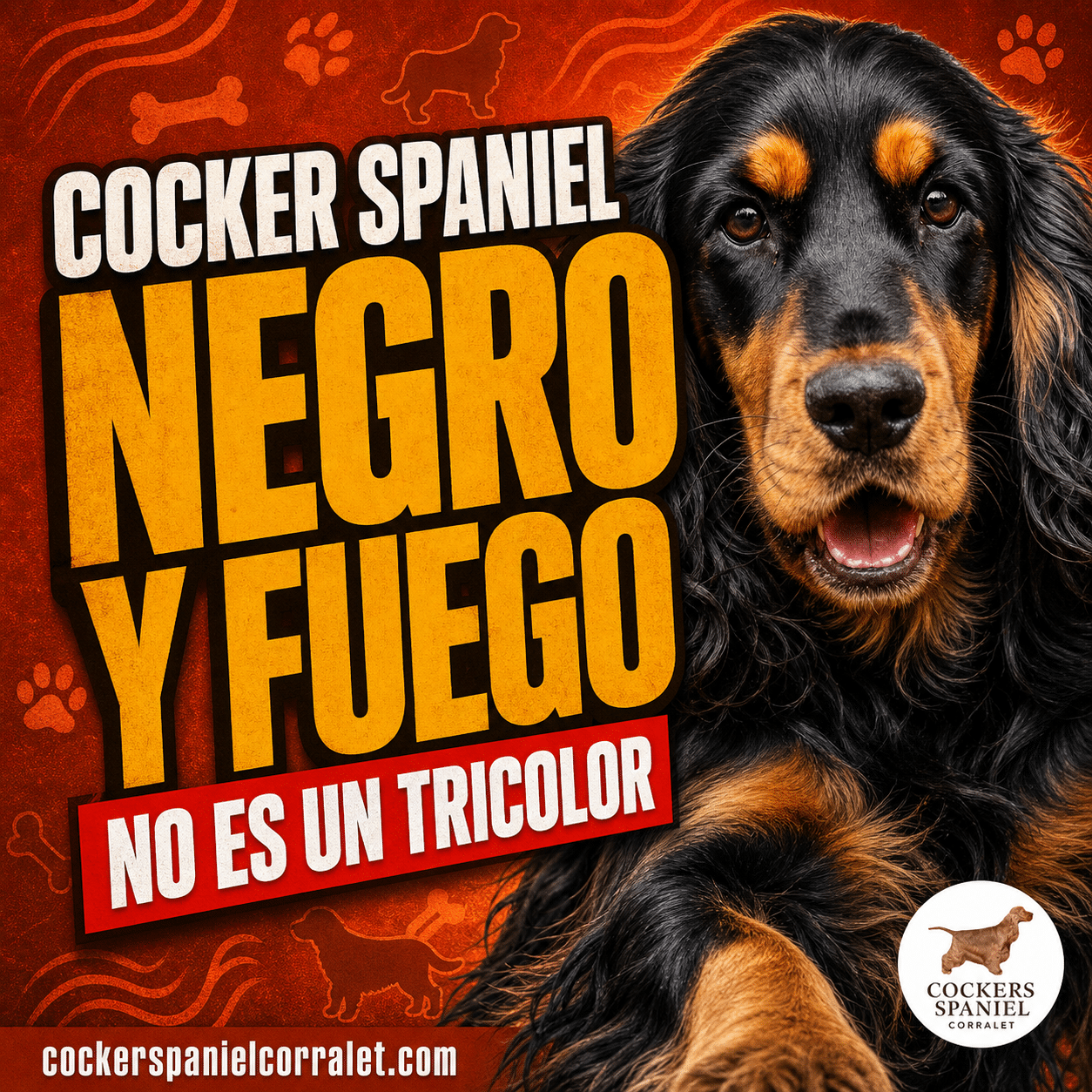 Cocker spaniel inglés negro y fuego adulto de frente con las dos cejas canela visibles, sobre fondo terracota