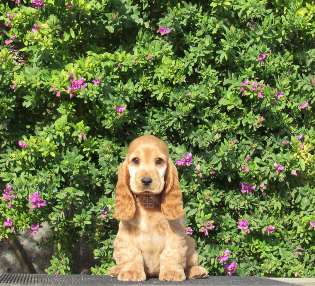 Cachorro de cocker spaniel dorado de unos cuatro meses sentado delante de un arbusto en flor en el criadero Cocker Spaniel Corralet