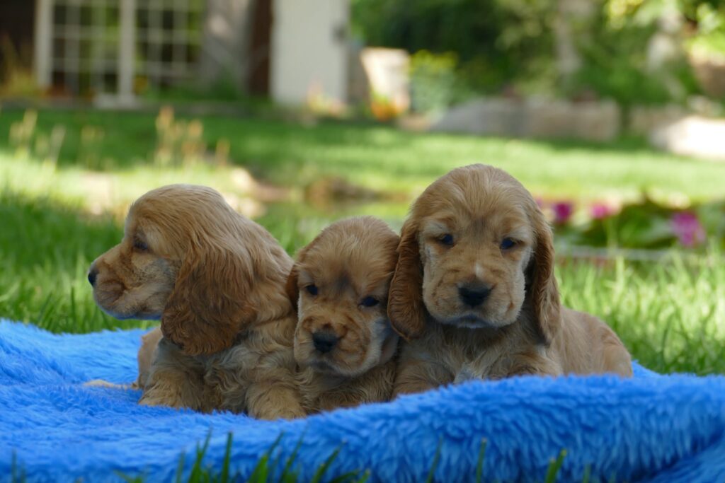 Tres cachorros de cocker spaniel dorado sobre una manta en el jardín del criadero