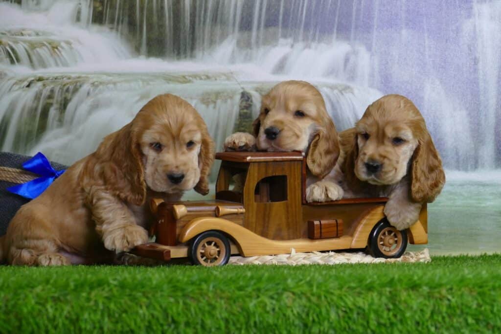 Tres cachorros de cocker spaniel dorado de seis semanas junto a un camión de madera de juguete en el criadero Cocker Spaniel Corralet