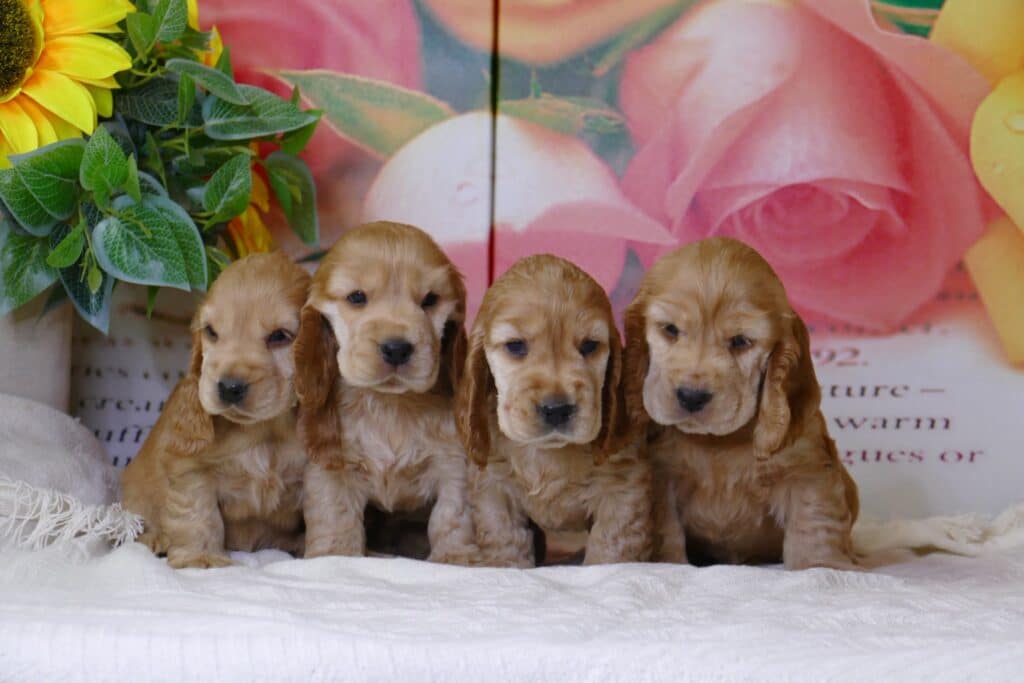 Camada de cuatro cachorros de cocker spaniel dorado de unas seis semanas en el criadero Cocker Spaniel Corralet