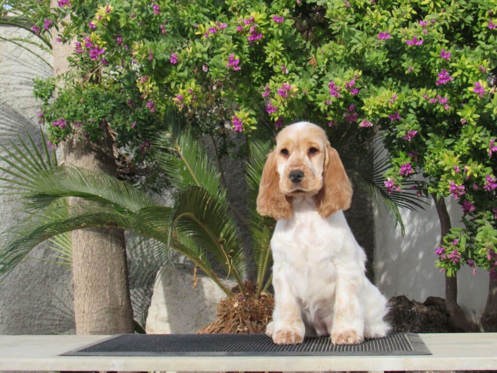 Cocker spaniel inglés naranja y blanco (particolor) sentado en la mesa de exposición del criadero