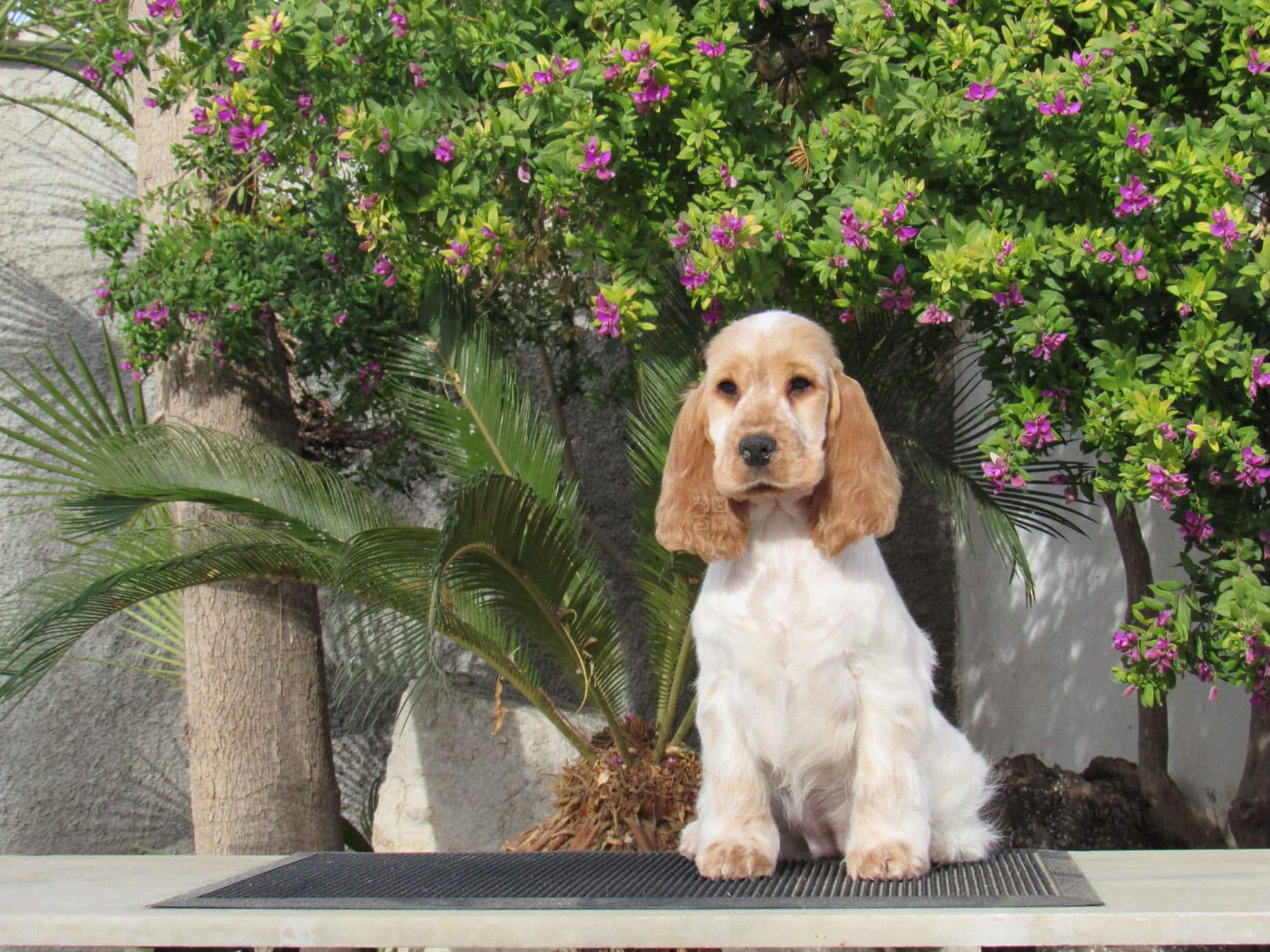 Cocker spaniel inglés naranja y blanco, uno de los bicolores que admite el estándar FCI nº 5, sentado en el criadero Cocker Spaniel Corralet