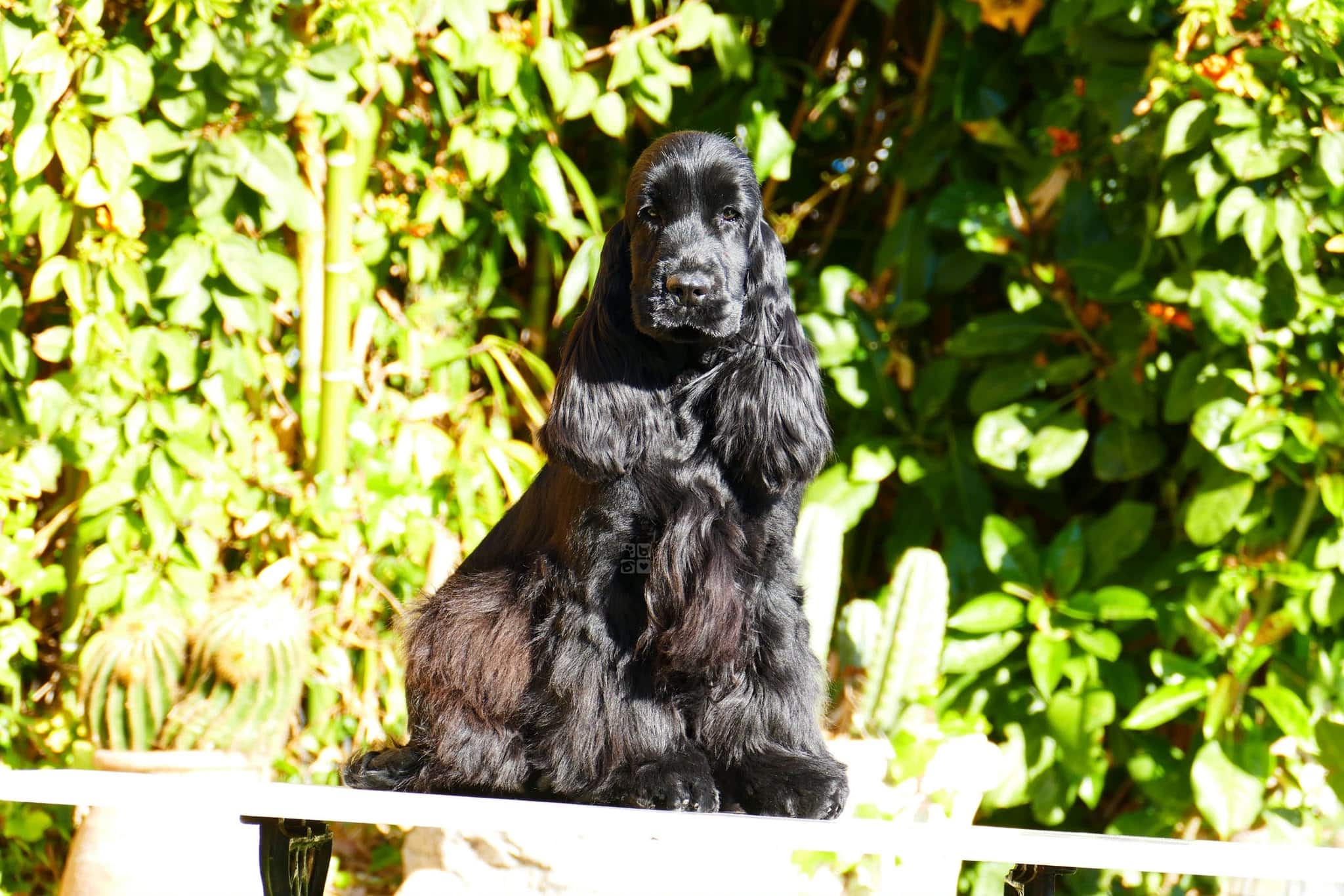 Cocker spaniel inglés negro adulto sentado en el jardín del criadero, con la complexión compacta y el peso propios de un cocker spaniel adulto según el estándar de la raza