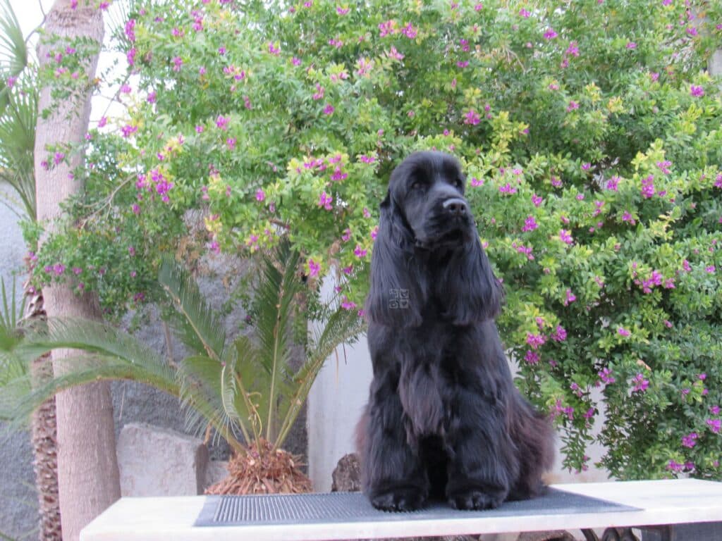 Cocker spaniel inglés negro adulto con el manto largo, sentado en la mesa de exposición