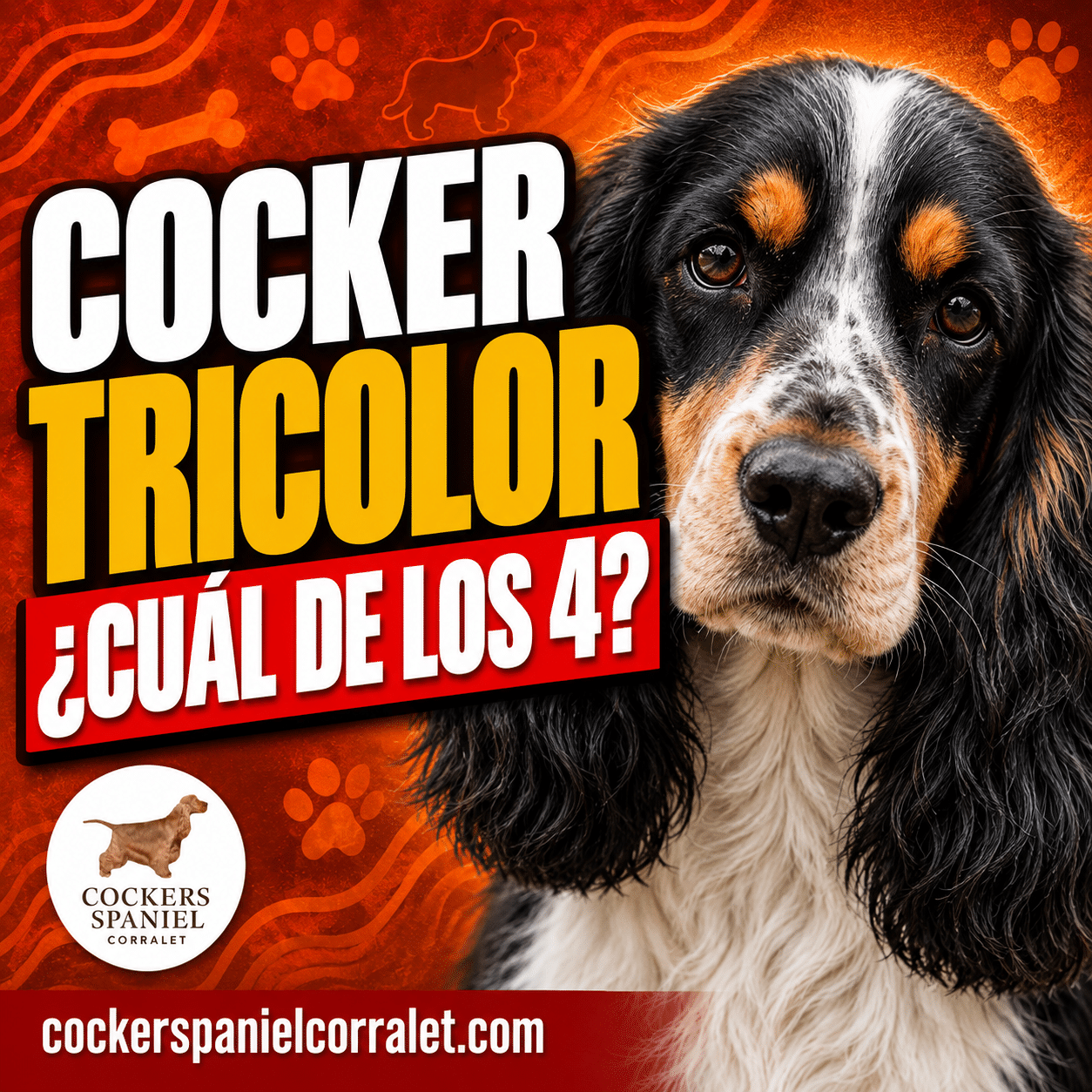 Miniatura del artículo sobre el cocker spaniel tricolor: cabeza de un cocker negro, blanco y fuego sobre fondo terracota con el texto Cocker tricolor, ¿cuál de los 4?