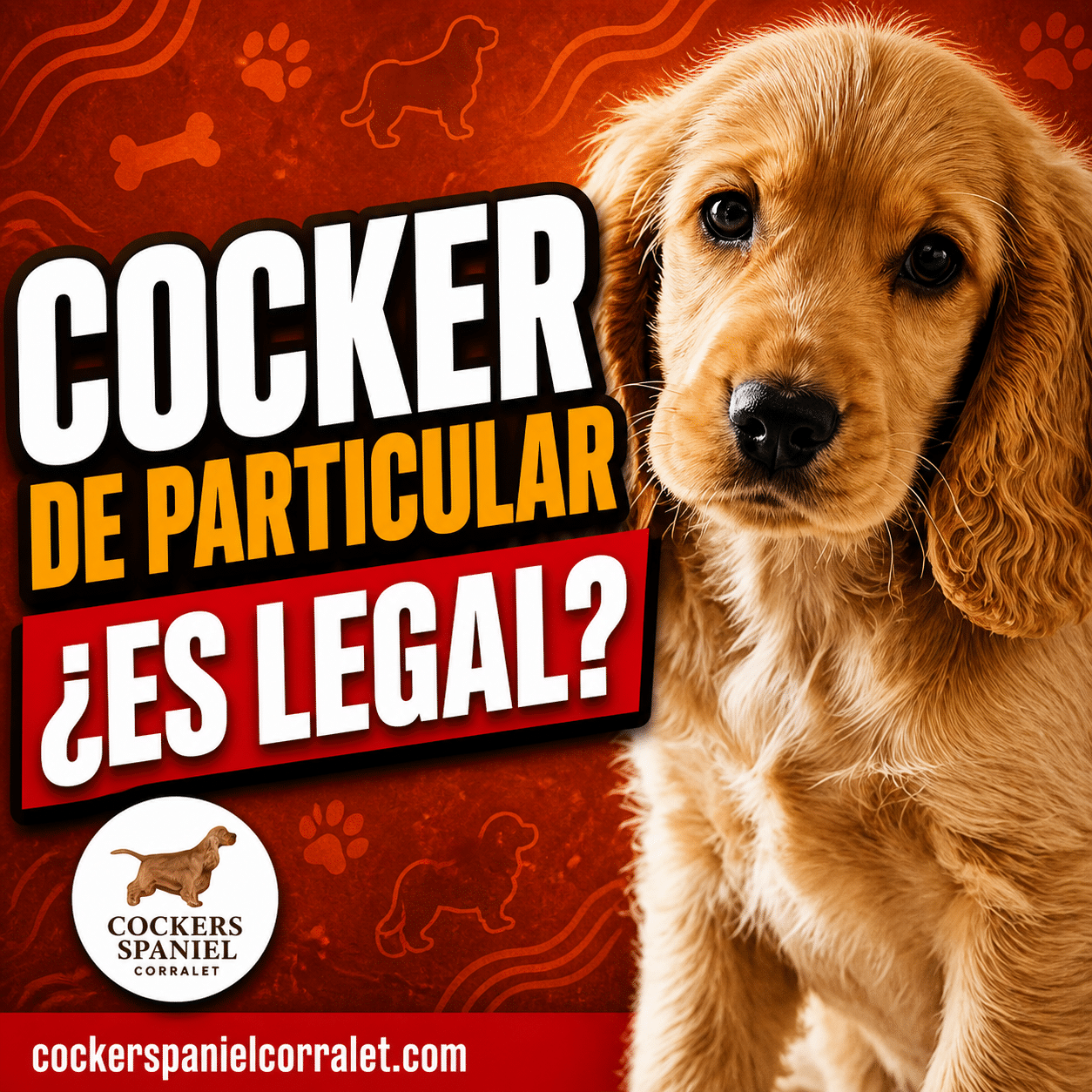 Miniatura del post sobre comprar un cocker spaniel a un particular: cachorro de cocker dorado sobre fondo terracota con el titular Cocker de particular, ¿es legal?