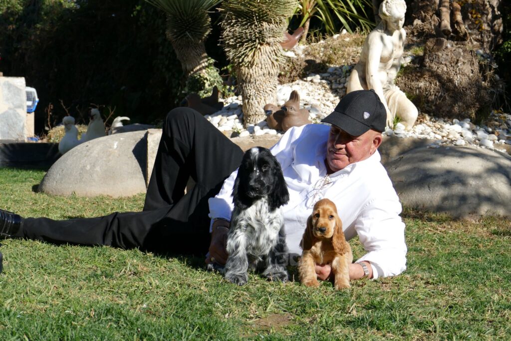 El criador tumbado en el césped con dos cachorros de cocker spaniel, uno azul ruano y otro dorado, en Cocker Spaniel Corralet