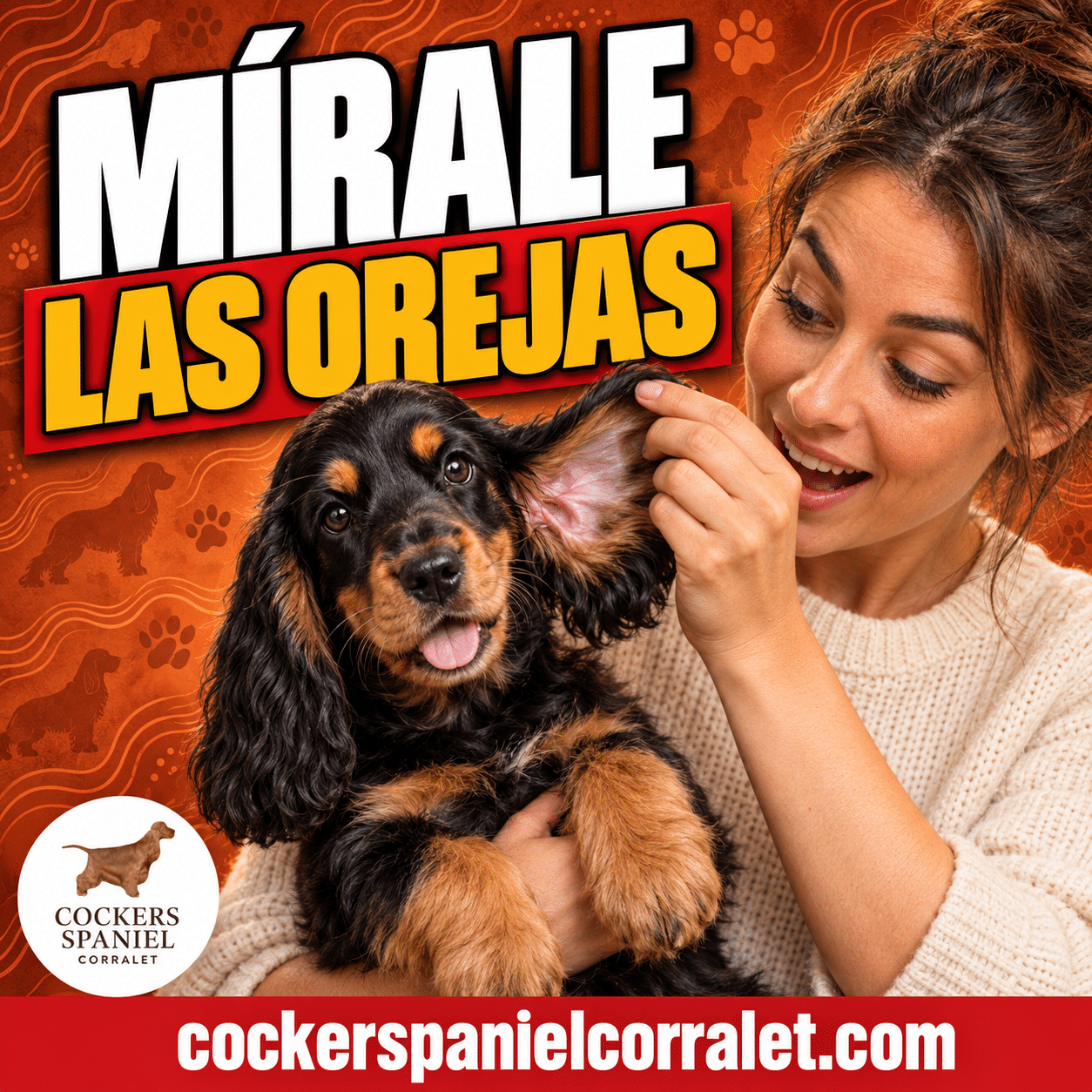 Miniatura del post sobre cómo saber si un cocker spaniel está sano: una mujer levanta la oreja de un cachorro de cocker spaniel inglés negro y fuego para mirar por dentro