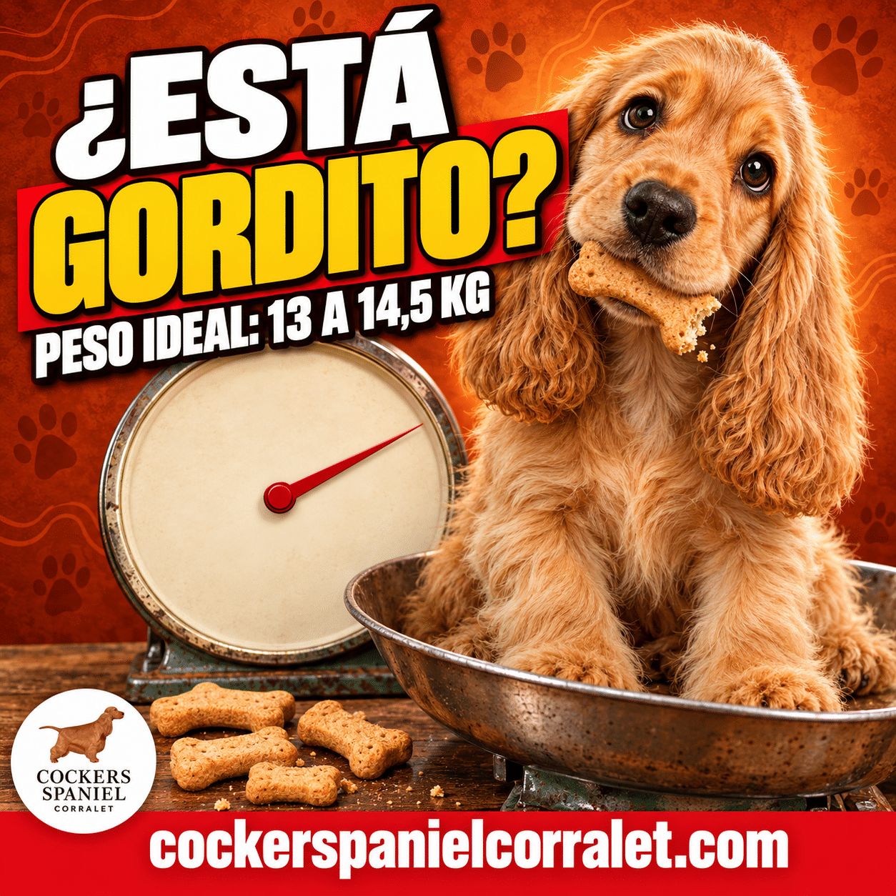 Cachorro de cocker spaniel inglés dorado sentado en el plato de una báscula antigua con una galleta en la boca, junto al texto ¿Está gordito? y el peso ideal de 13 a 14,5 kg