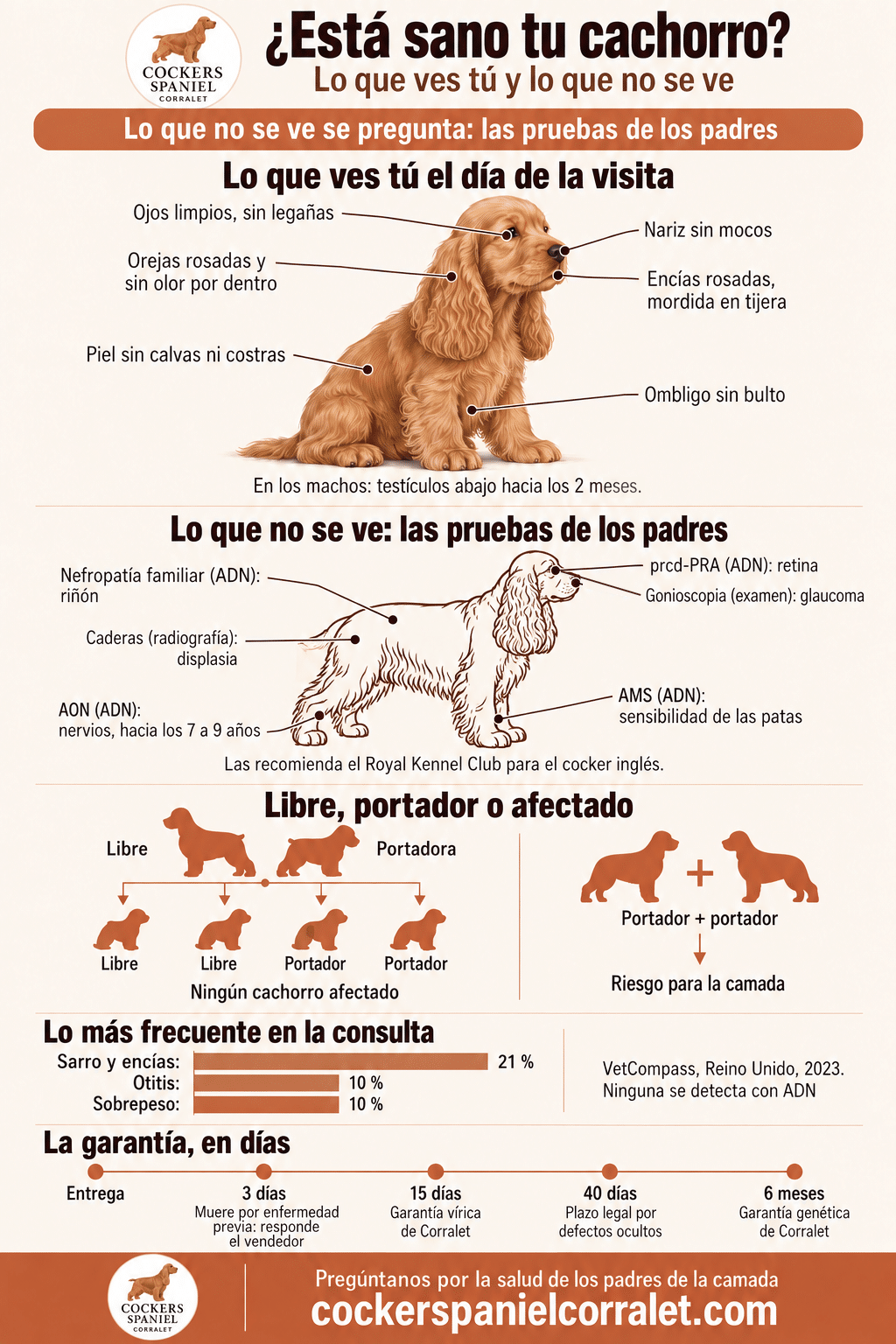 Infografía sobre cómo saber si un cocker spaniel está sano: lo que ves tú en el cachorro, las pruebas de salud de los padres, cómo se lee libre, portador o afectado, lo más frecuente en la consulta y los plazos de la garantía
