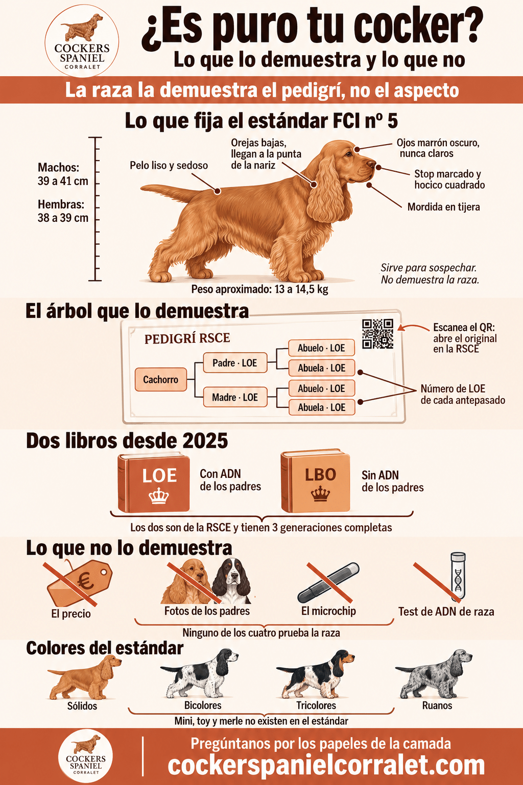 Infografía sobre cómo saber si un cocker spaniel es puro: lo que fija el estándar FCI nº 5, el árbol del pedigrí de la RSCE, los libros LOE y LBO, lo que no demuestra la raza y los colores del estándar