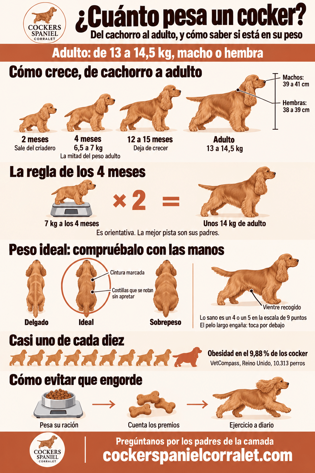 Infografía sobre cuánto pesa un cocker spaniel: cómo crece de cachorro a adulto, la regla de los 4 meses, cómo comprobar el peso ideal con las manos, la obesidad en la raza y cómo evitar que engorde