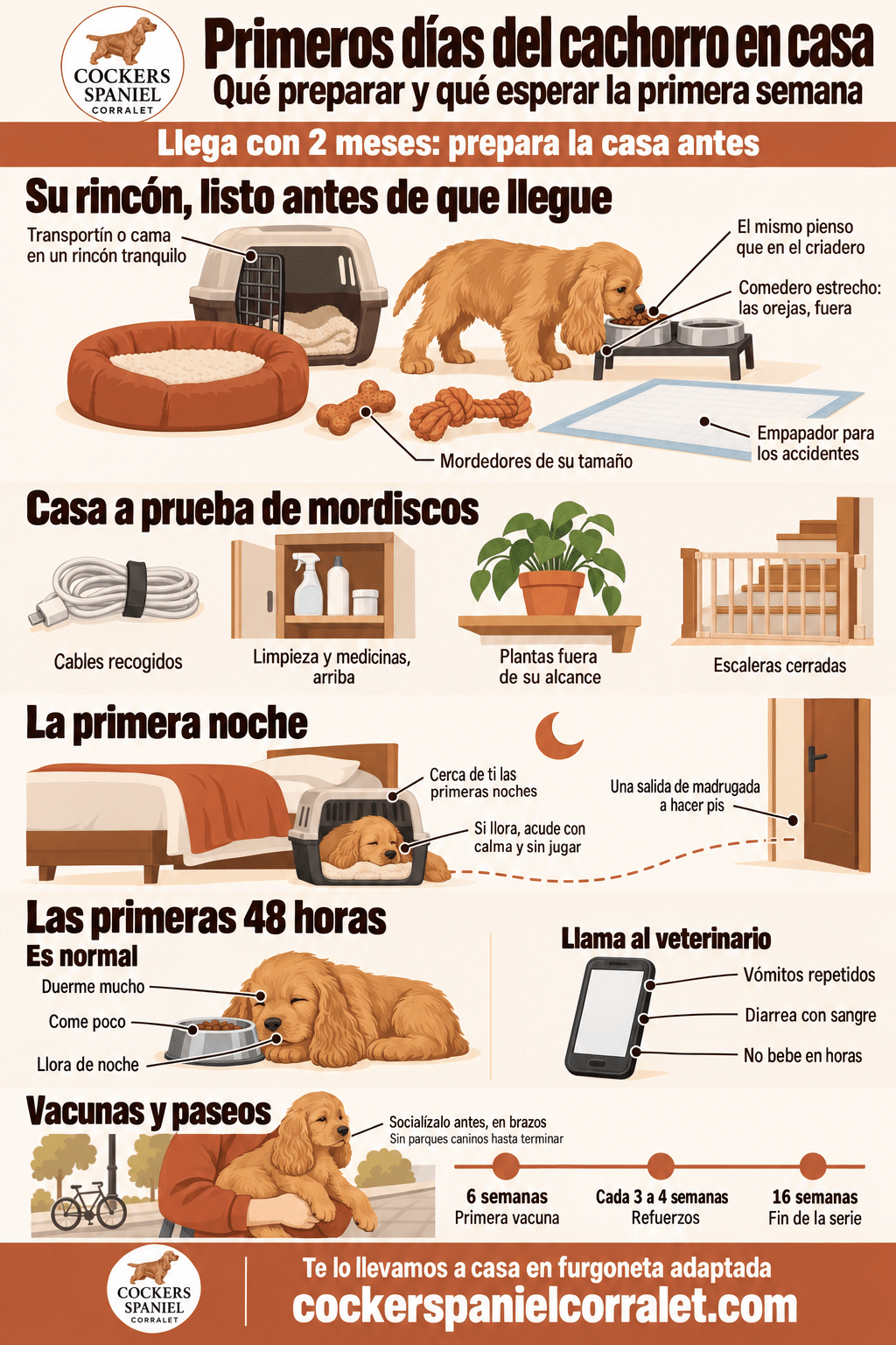 Infografía sobre los primeros días de un cachorro de cocker en casa: el rincón que hay que preparar, la casa a prueba de mordiscos, la primera noche, qué es normal en las primeras 48 horas y el calendario de vacunas y paseos